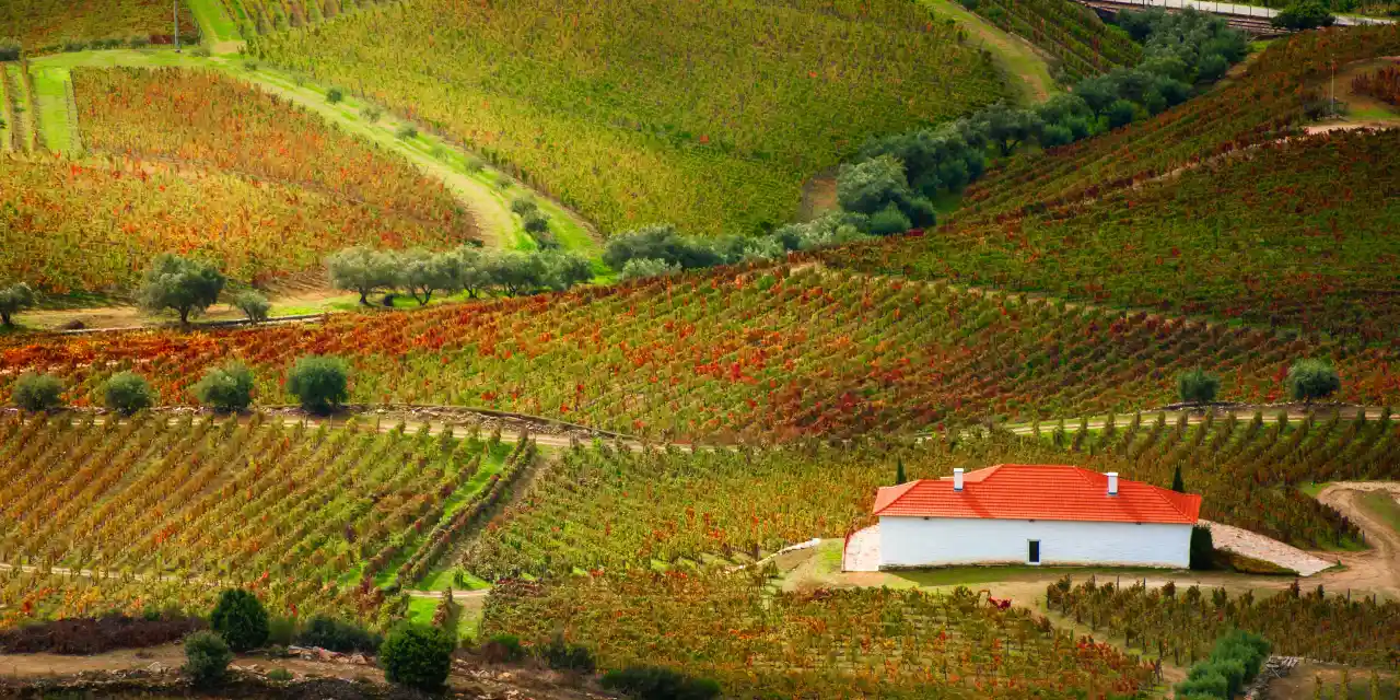 Abbildung eines portugiesischen Weinguts